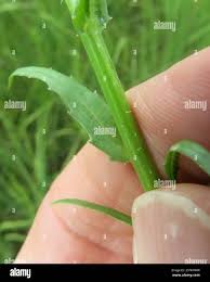 Image result for Wahlenbergia krebsii