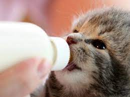 Susu paling bagus untuk anak kucing yang baru lahir adalah asi atau air susu induk kucing. 5 Pilihan Susu Untuk Bayi Kucing Dan Cara Memberikannya Pintarpet
