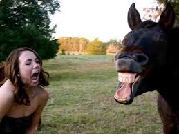 21 صورة ل حيوانات في الوقت المناسب مضحك نهفات صورة 20 Horses Fun Animals