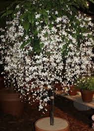 Image result for Clerodendrum toxicarium