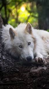 White Wolf In 1080x1920 Resolution Wolf Dog Wolf Wallpaper White Wolf