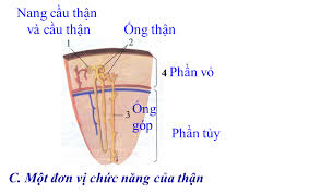 Check spelling or type a new query. Sinh Há»c 8 Bai 38 Bai Tiáº¿t Va Cáº¥u Táº¡o Há»‡ Bai Tiáº¿t NÆ°á»›c Tiá»ƒu
