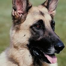 Puppy is sold to the bearing family. Puppyfind German Shepherd Dog Puppies For Sale