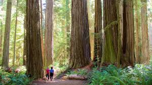 Rent an airbnb in crescent city! Jedediah Smith Redwoods State Park Us Vacation Rentals Cabin Rentals More Vrbo