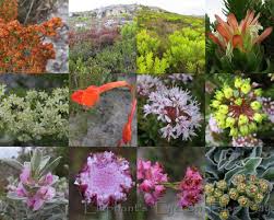 Image result for Gnidia burchellii