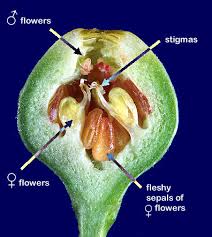 Image result for Moraceae