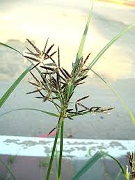 Image result for Cyperus latifolius