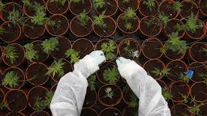 So if a pill weighs 30 mg then it would take about 134 of those 30 mg pills to weigh 4 g. What Illegal Drugs Cost On The Dark Web Quartz