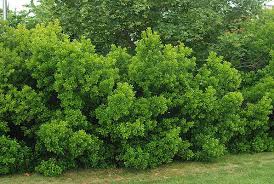 Northern Bayberry Oregon State Univ Landscape Plants Shrubs Drought Tolerant Shrubs Landscaping Plants