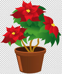 Se utiliza frecuentemente en jardinería como arbusto, pero principalmente en floricultura como planta de interior en navidad. Flor De Pascua Png Klipartz