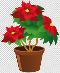 Si nos planteamos tener nuestra flor de pascua año tras año en nuestra casa viéndola florecer durante todo ese tiempo es fundamental que le proporcionemos los cuidados que. Flor De Pascua Png Klipartz
