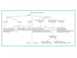 A Taxonomic Chart Of The Living Primates Biology Forums