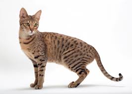 It does not have the ruff or the plumelike tail of the persian. 8 Cat Breeds That Resemble Tigers Leopards And Other Wild Cats Photo Gallery