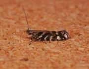 Image result for Ericinella