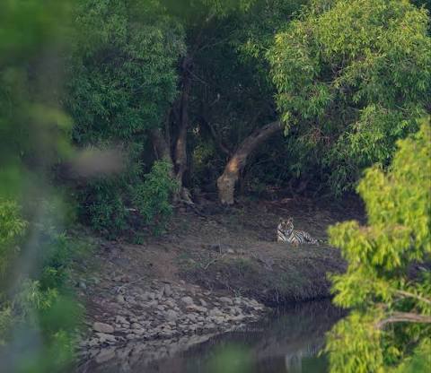 Vidarbha Forests