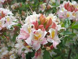 Rhododendron Occidentale Western Azalea Native Azaleas Pink Azaleas Rhododendron