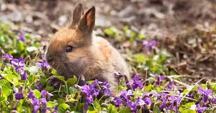 Christmas! by omnipop talent group on vimeo, the home for high quality videos and the people who love them. How To Keep Rabbits Out Of Your Garden Guide
