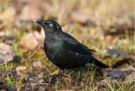 Black Bird With White Tail Tip Pin On Pics