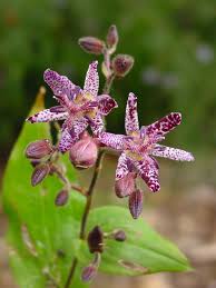 Image result for Trilepisium