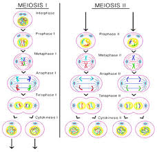 We did not find results for: Why Is Meiosis Called Reduction Division Describe The Various Stages With Relevant