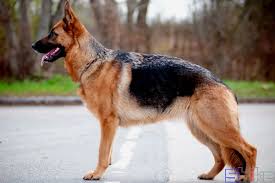 See more of 雄風狼犬場 on facebook. å¾·å›½ç‰§ç¾ŠçŠ¬ é»'èƒŒ å¾·å›½ç‹¼çŠ¬ å¾·å›½ç‹¼ç‹—ç™¾ç§'å›¾ç‰‡ é¥²å…»ç¹æ®– é›Œé›„é‰´åˆ« Sbike