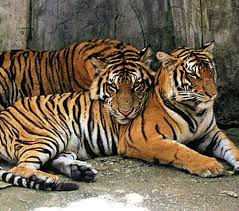 Deux cas de covid chez les suédois aussi à la une. La Tigresse Du Zoo De Naples Italie A Ete Transferee Biodiversite Faune Conservation