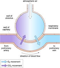 Which of the labeled layers in the diagram of the arterial wall is composed of a simple squamous epithelium, a basement membrane and a layer of elastic tissue? Exploring Sport Online Athletes And Efficient Hearts View As Single Page
