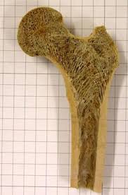 Explaned distal and proximal epiphysis. An Inside Look Smithsonian National Museum Of Natural History