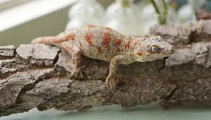 Gecok genjer / male crested gecko in burnley fur 70 00 zum verkauf shpock de : Gargoyle Geckos EnsÅ Reptiles