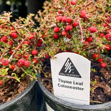 Image result for Cotoneaster