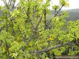 Image result for Ptaeroxylon obliquum