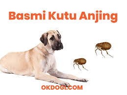Katakanlah anjing anda mengandung gas atau memiliki luka kecil di moncongnya atau bantu kemudahan alergi anjing anda dengan 5 obat alami ini. Cara Menghilangkan Kutu Anjing Secara Natural Okdogi Com
