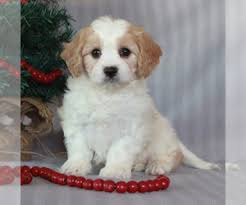 Our puppies are not inexpensive, but my passion for raising exceptional dogs is exceedingly clear and more importantly my skill in placing great. View Ad Cavachon Puppy For Sale Near Pennsylvania Narvon Usa Adn 230921