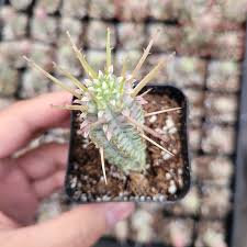 Image result for Euphorbia corniculata