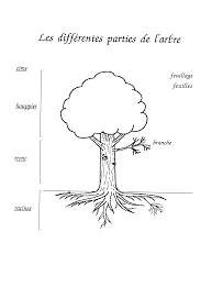 Les Differentes Parties De L Arbre Arbre Dessin Arbre Feuilles De Plantes