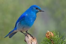 Birds Of Eastern Panhandle Wv Pictures Of Beautiful Birds Of The World Google Search State Birds Blue Bird Beautiful Birds