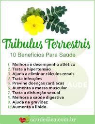 tribulus terrestris como tomar efeitos colaterais tribulusterrestris beneficiosdotribulusterrestris tribulusterrestrisbeneficios tribu chas medicinais dicas de saude e nutricao