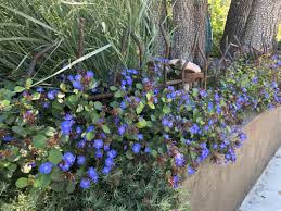 Image result for Plumbago