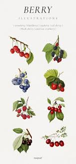 High Definition Fresh Fruit Illustration Set In 2020 Fruits Drawing Fruit Illustration Illustration