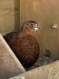 tibetan roo quail tibetan bird