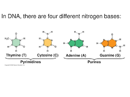 An a base on one strand will always. Molecular Biology Of The Gene Ppt Download
