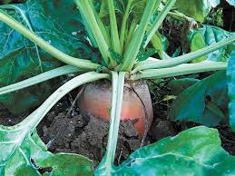 Mangelwurzel or mangold wurzel (from german mangel/mangold, chard and wurzel, root), also called mangold, mangel beet, field beet, fodder beet and (archaic) root of scarcity is a cultivated root vegetable. Beets Grow Best With Steady Moisture And No Drought Cape Gazette