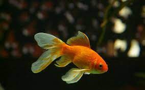 See full list on fishkeepingworld.com Goldfish Lifespan 5 Tips To Impact How Long They Live