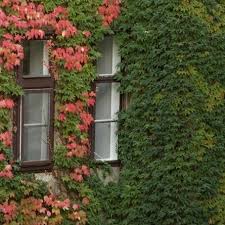 Parthenocissus Tricuspidata Royalplant Ro Parthenocissus Tricuspidata Plants House