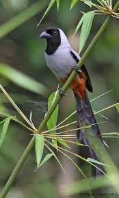 Bird On A Wire Movie Vancouver Collared Treepie One Of The Rarest Birds Birds Rare Birds Beautiful Birds