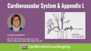 Cardiovascular System And Appendix L