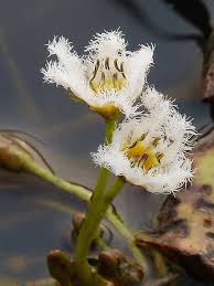 Image result for Nymphoides brevipedicellata