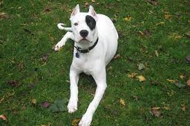 We did not find results for: 14 Black And White Dog Breeds With Pictures Pet Keen