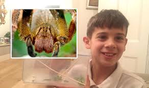 Instead, it is always on the move, crawling. Brazilian Wandering Spider Found In London Schoolboy Finds Deadly Arachnid Nature News Express Co Uk