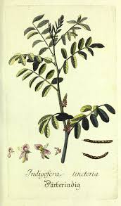 Image result for Indigofera kuntzei